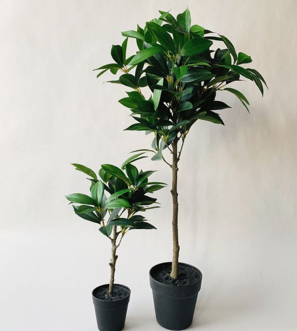 Hovedbilde Olivenbusk 76cm