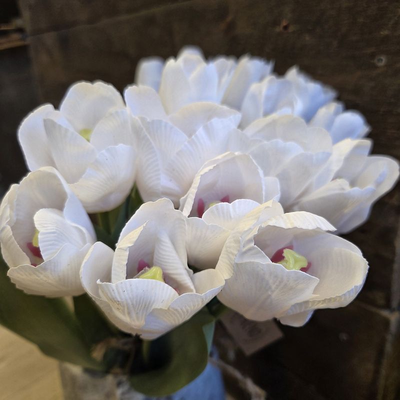 Tulipan hvit