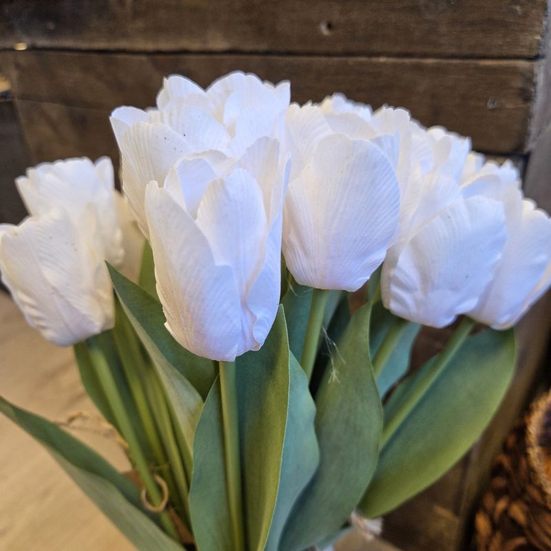 Tulipan hvit