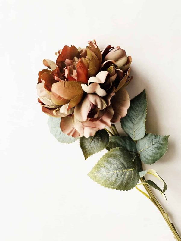 Rose gyllen burgunder