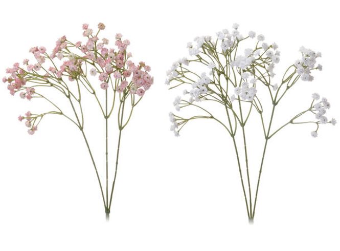 Hovedbilde Gypsophila - Brudeslør hvit